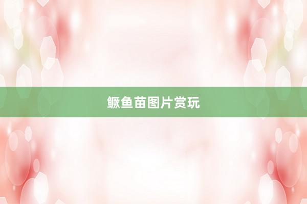 鳜鱼苗图片赏玩